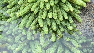 Fresh seagrape/ seaweed from Viet nam
