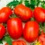 Import FRESH TOMATOES IN VIETNAM WITH HOT PRICE from Vietnam