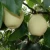Import fresh ya pear&new crop&the most lowest price from China