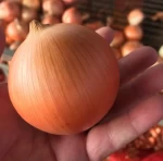 Fresh Yellow/Red  onions