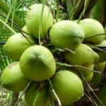 FRESH YOUNG COCONUT/COCONUT FRUIT/ FRESH COCONUT