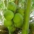 Import FRESH YOUNG GREEN COCONUT WITH BEST PRICE FROM VIETNAM!! from Vietnam