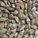 Frozen Baby Clam /Oil Clam