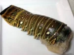 Frozen Seafood SA Raw and Fresh Lobster.