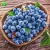Import Full sun loamy soil composition blueray grafted fruit seedling Vaccinium from China
