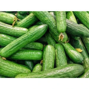 Good Fresh Vegetables Green Cucumber for sale