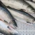 Import Good quality Fresh Frozen Chum Salmon Fillet Fish from South Africa