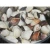 Import Good Sale Frozen White Clams / Cooked Clam Meat Vietnamese Seafood from China