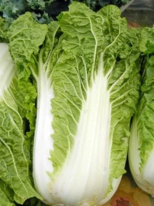 Grade A Fresh Celery Cabbage /CELERY CABBAGE/New harvest fresh celery cabbage