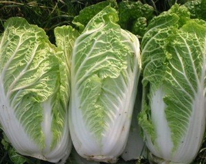 Grade A Fresh Celery Cabbage From Thailand