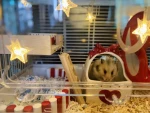 Hamster Gold silk bear toilet bathroom bath supplies Pets Food Baskets