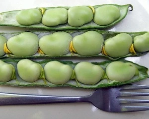 High Quality Dried Broad Beans/Fava Beans