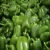 Import High Quality FRESH CAPSICUM from China