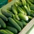 Import High Quality Fresh Cucumber for sale from Ukraine