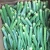 Import High Quality Fresh Okra / Fresh Lady Finger Okra for Export to Gulf Market from Canada