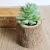 Import High Quality Succulent Plants Artificial Plants Wholesale from China