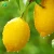 Import Hot sale ugli fruit grafted seedling Citrus reticulata from China
