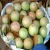 Import HOT SALE WITH STAR APPLE - HOT MARKET- HOT PRICE from Vietnam