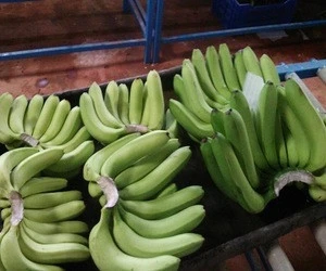Hot sales Premium Quality Fresh Cavendish Banana for good price
