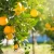 Import Hot Selling Good Quality Citrus Orange Fruit Fresh For Eat from China