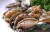 Import Hot Selling Good Quality Nutritious Shellfish Dried Abalone from China