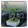 Industrial  Rock Wool  Hydroponic Growing System for Plants