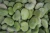 Import IQF Fresh Double Peeled Frozen Broad Bean from China