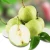 Import IQF fruits super fresh And Frozen boxing Pears for sale from China