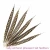 Import lady amherst pheasant tail feathers in stock for sale from China