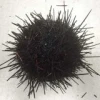 live sea urchin