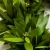 Import Low Price Green Color USA Spice Dried Bay Leaf for Soups &amp; Sea Food from China