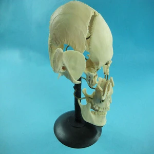 Medical equipment human anatomical skull model