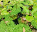natural cinnamomum kanehirae plant