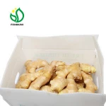 new crop 150g-250g fresh ginger