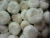 Import New Crop 5cm-6.5cm pure white and normal white fresh garlic from Netherlands