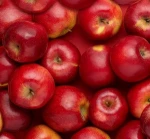 New crop royal gala apple/bulk fresh apples/New Crop Fresh Fuji Apple