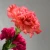 Import Online shopping for Carnations party ornament green carnation flowers from China