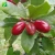 Import Plant farm supply red flower color miracle fruit seedling plant Synsepalum dulcificum from China