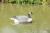 Import plastic hunting duck decoy from China