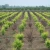 Import Plastic Round Emitter Drip Irrigation Pipe for Agricultural from China