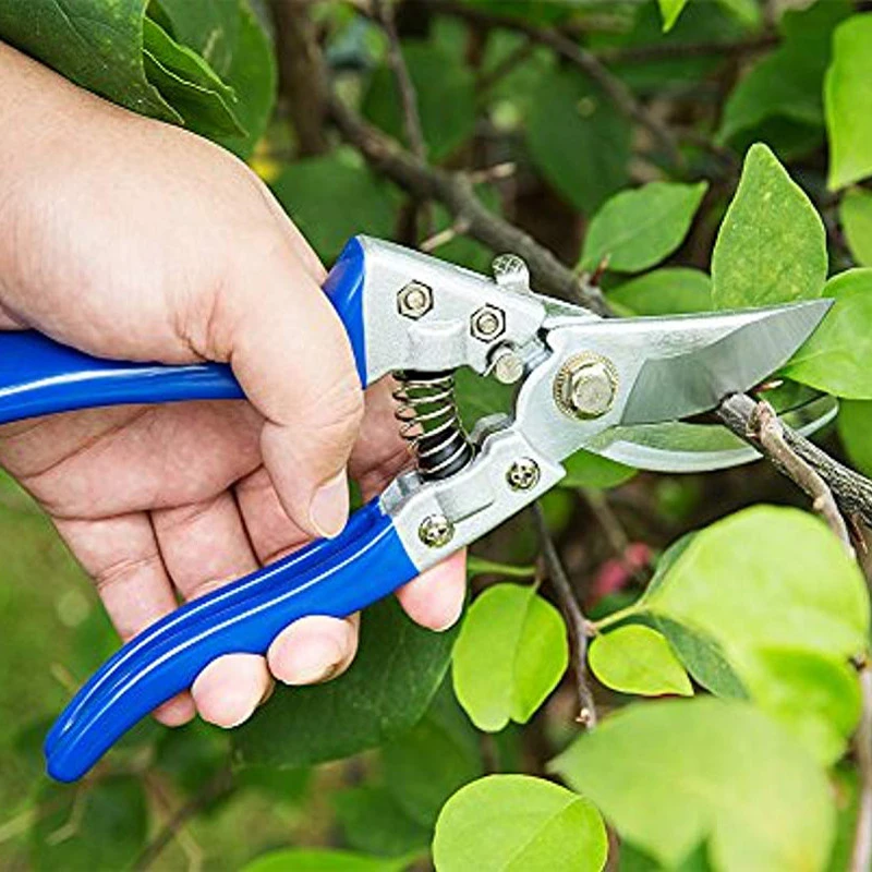 Professional carbon steel grape scissors pruning shears