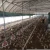 Import Quality products  Automatic Egg Layer Chicken Farm Laying Hens Poultry Battery Cages for Sale from China