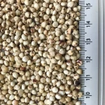 Sorghum for sale