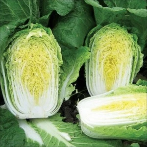 South Africa Fresh Celery Cabbage ,Celery Cabbage