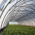 Import South Africa Greenhouse Agriculture Greenhouse Tunnel Greenhouse from China