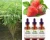 Import stevia liquid sweeteners+grape flavor from China