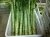 Import Strong Body,Long Shape,Big Asparagus Lettuce from China