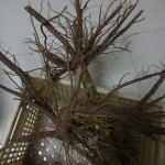 the best paulownia root stem for planting