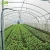 Import the newest plastic tunnel greenhouse for agriculture from China