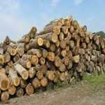 Timber logs